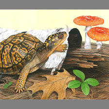 Флора и фауна. Черепаха
