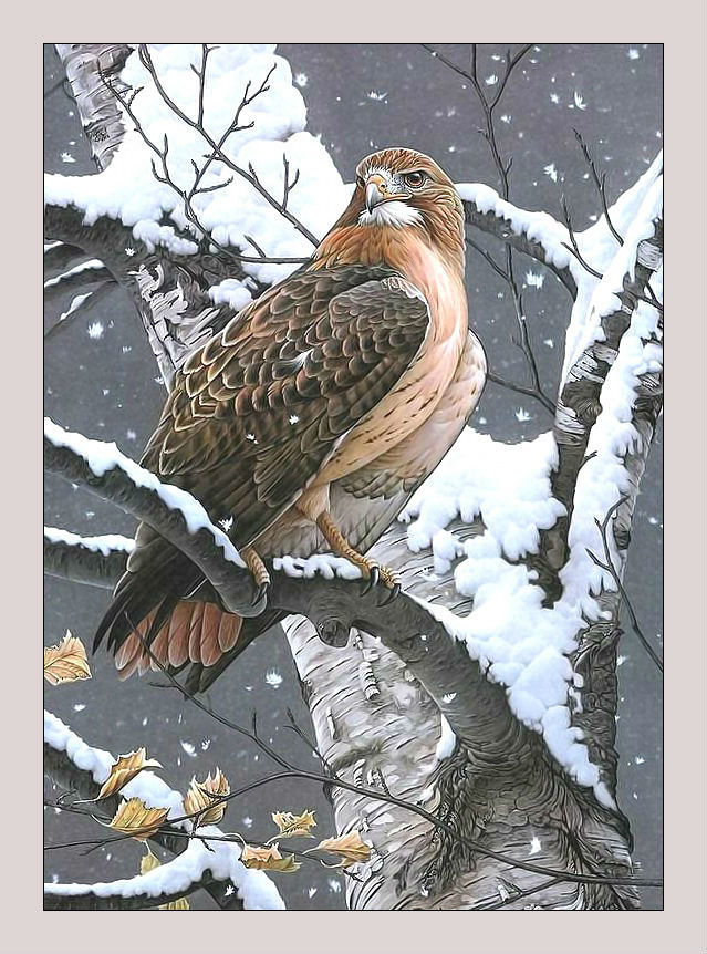 Сокол. - хищник, сокол, птица, зима - оригинал