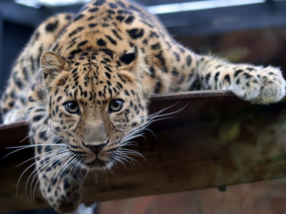 Гепард на дереве - хищники - оригинал