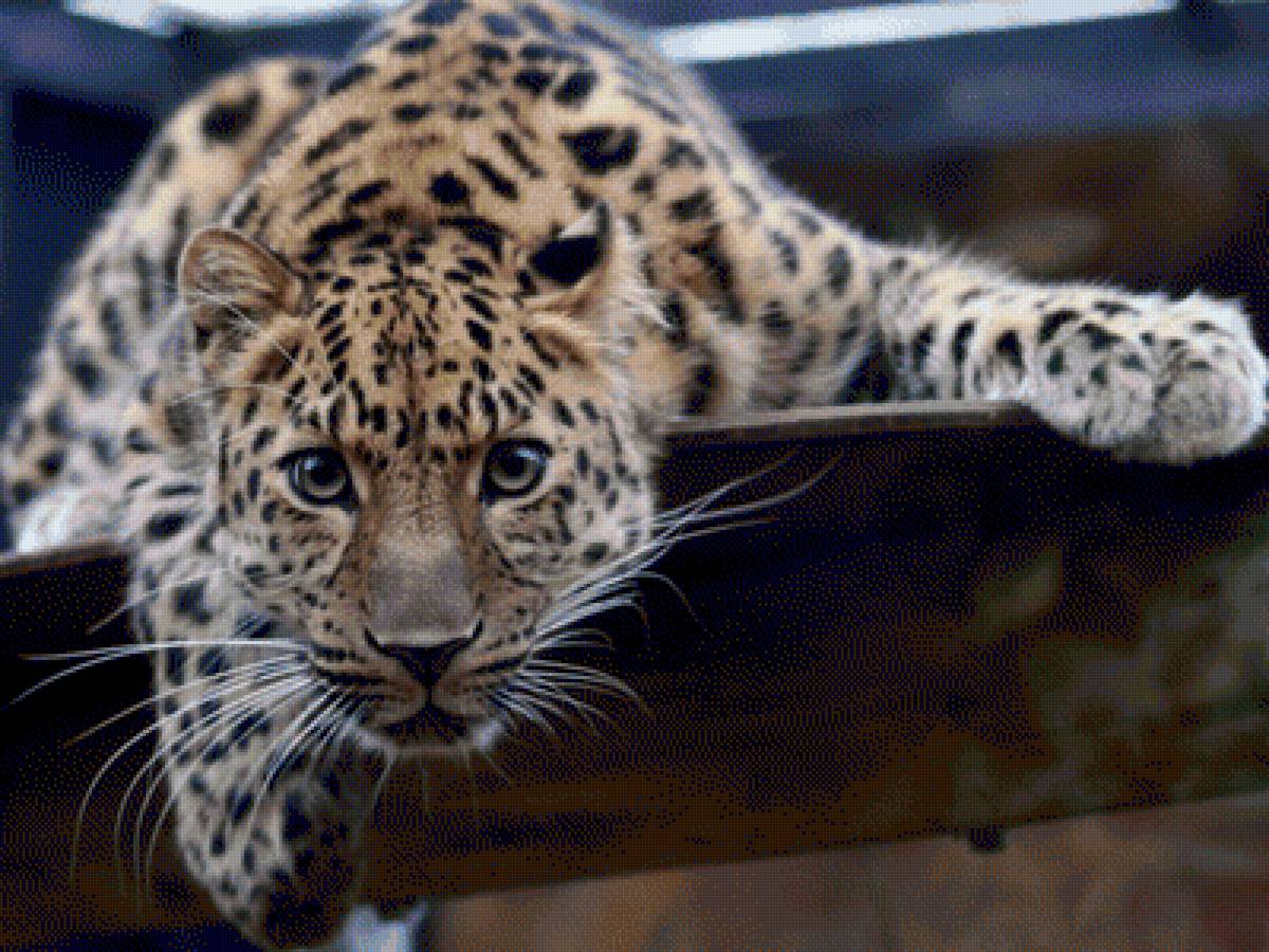 Гепард на дереве - хищники - предпросмотр