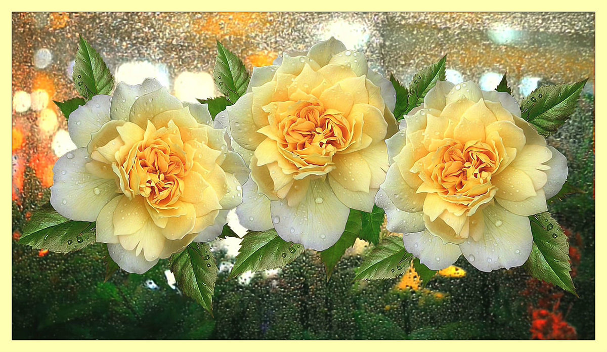 Жёлтые розы. - капли, розы, цветы - оригинал