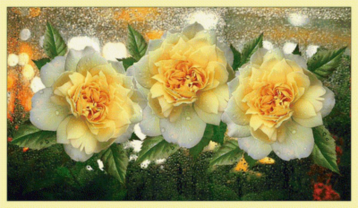 Жёлтые розы. - розы, капли, цветы - предпросмотр