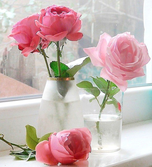 Розы - розы, окно, цветы, ваза - оригинал