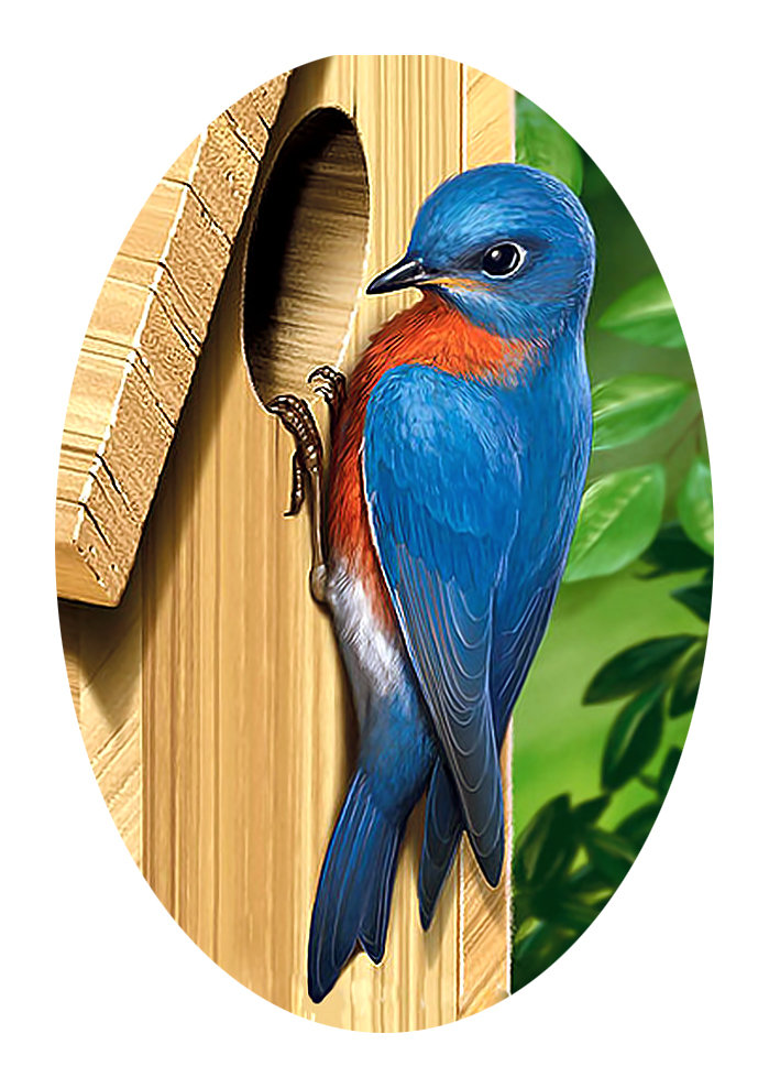 Серия "Птицы" - птицы, фауна - оригинал