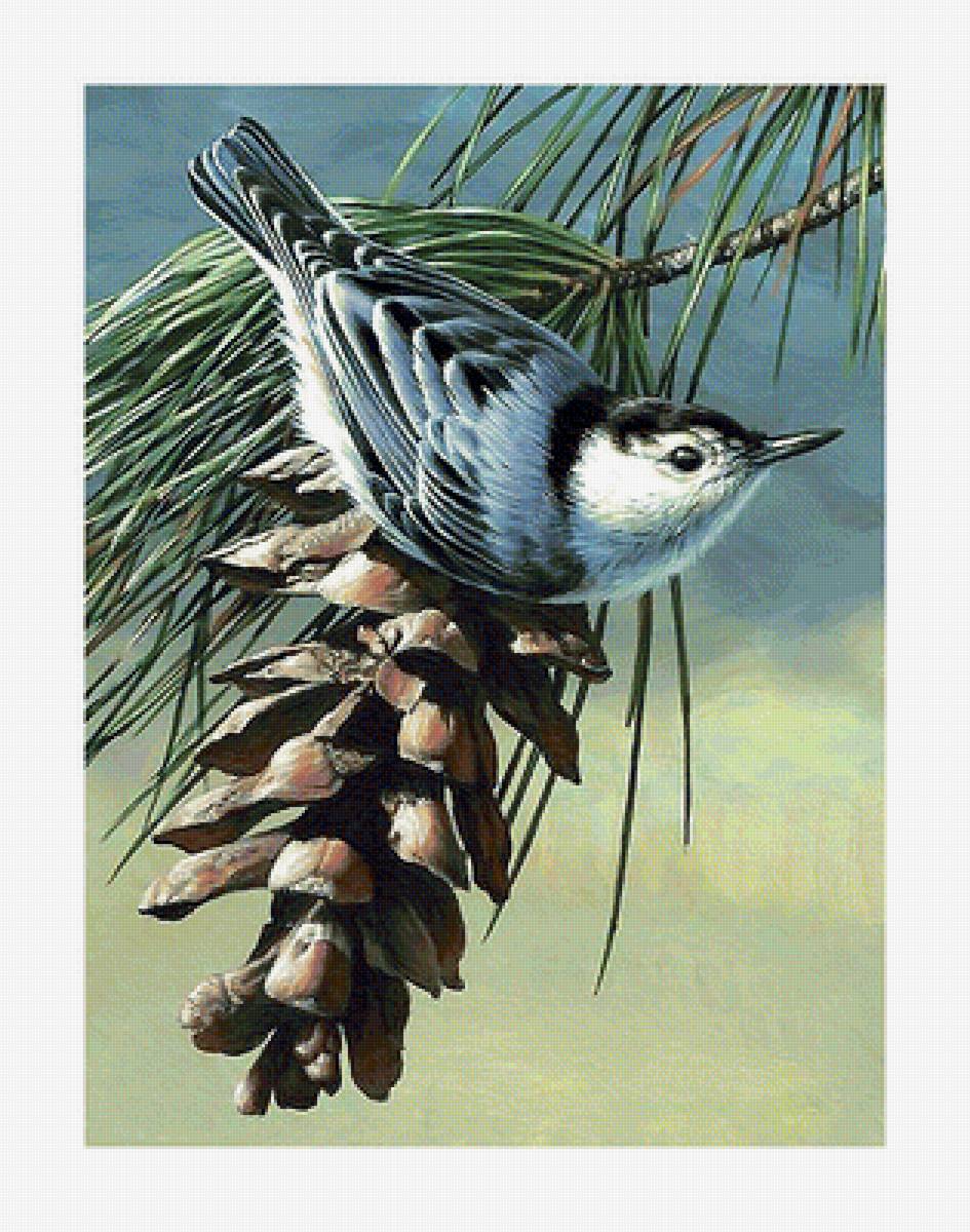 Серия "Птицы" - птицы, фауна - предпросмотр