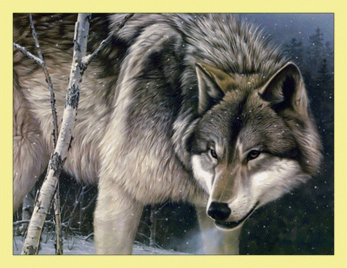Волк. - зима, волк, животные, хищник, лес, снег - предпросмотр