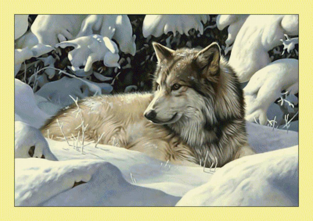 Волк. - животные, волк, зима, хищник, снег, лес - предпросмотр