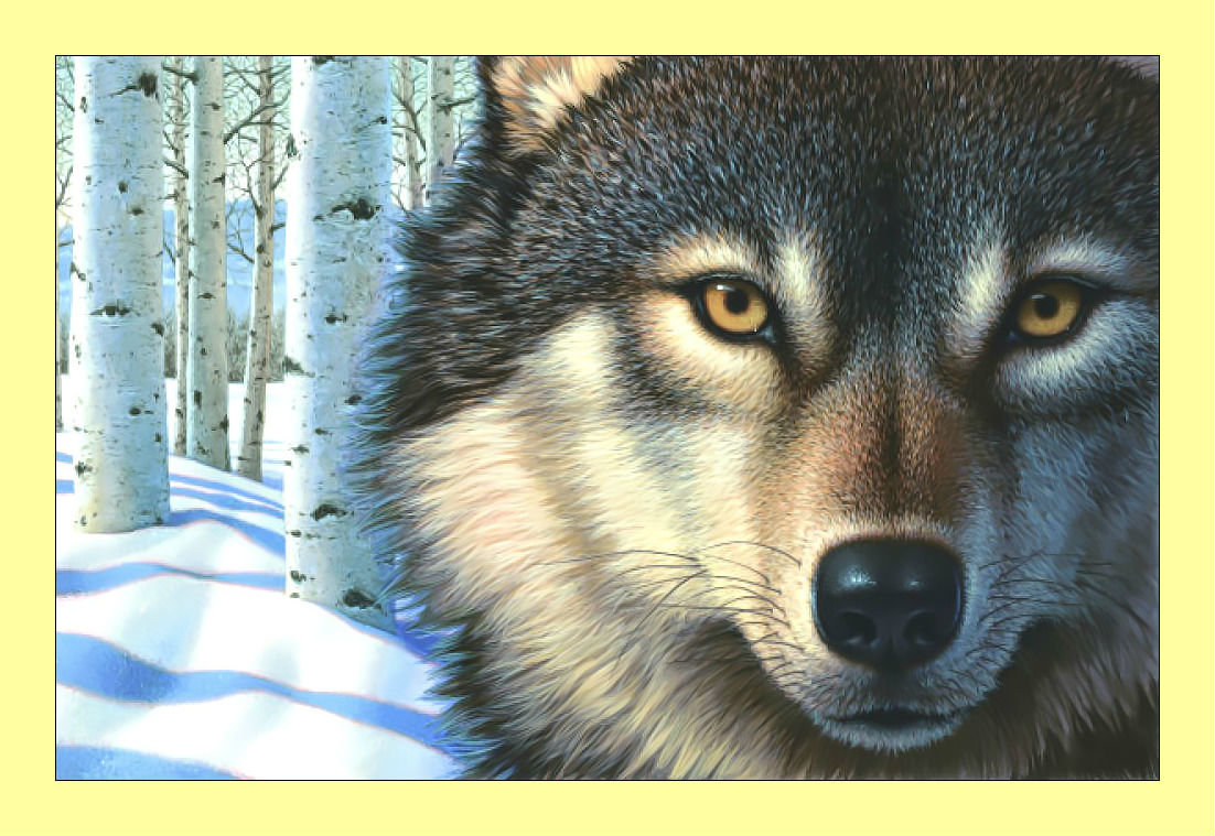 Взгляд волка. - волк, березы, хищник, животные, лес, зима, снег, взгляд - оригинал