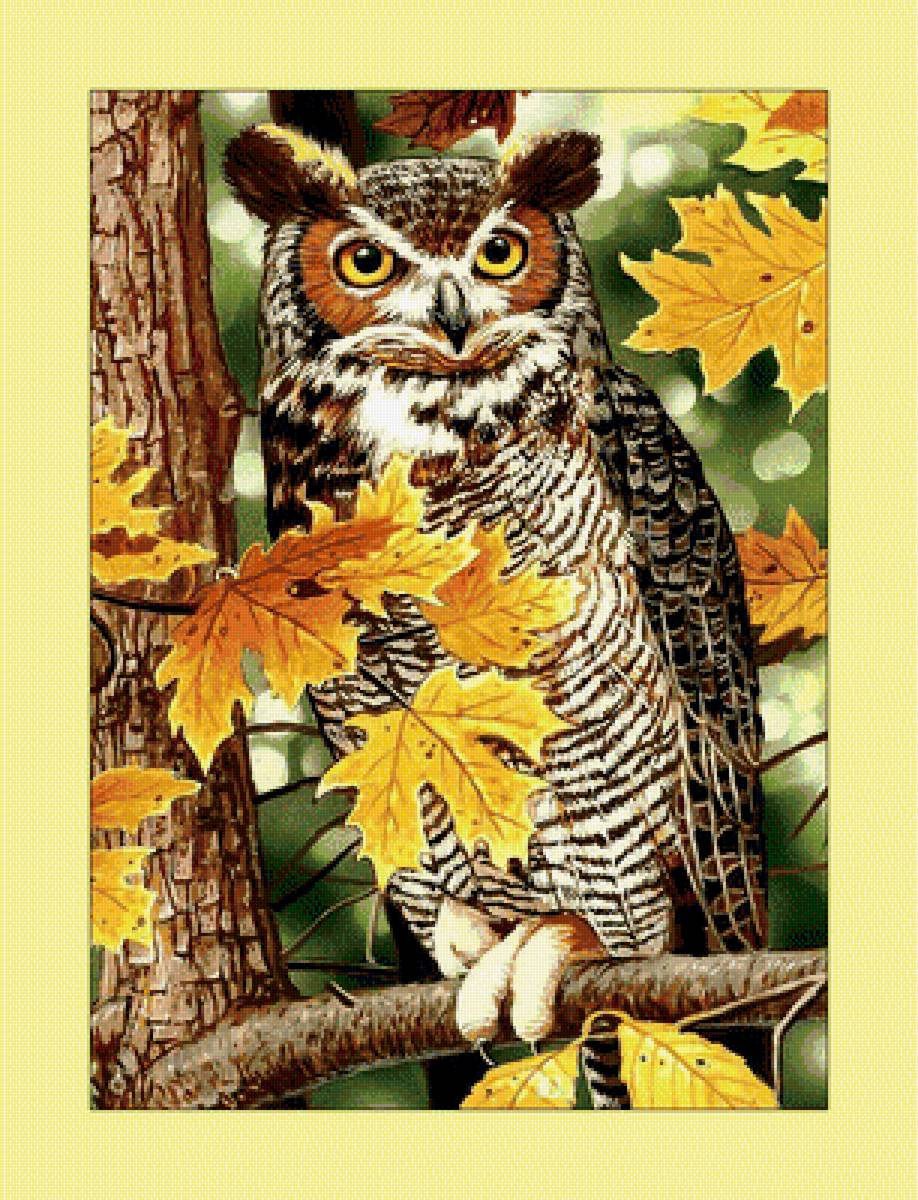 Сова. - хищник, птицы, сова, взгляд - предпросмотр