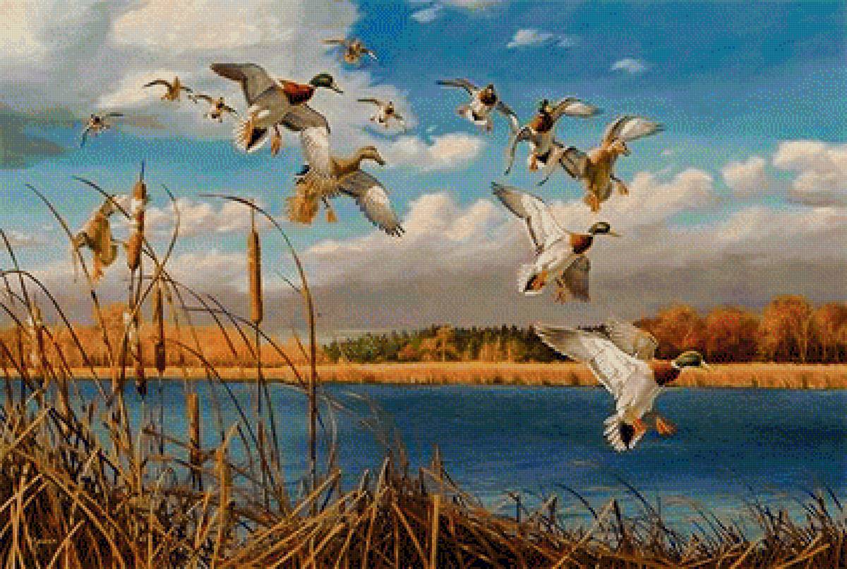 Late Autumn Greenheads-Mallards. - scenarys.birds. - предпросмотр