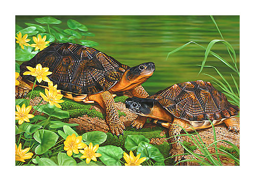 Флора и фауна. Черепахи - черепахи, кувшинки - оригинал