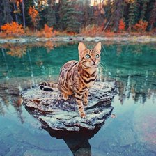 Котик на воде