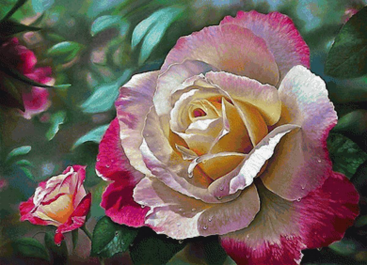 Роза - роза, цветы - предпросмотр