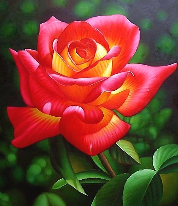 Роза - роза, цветок - оригинал