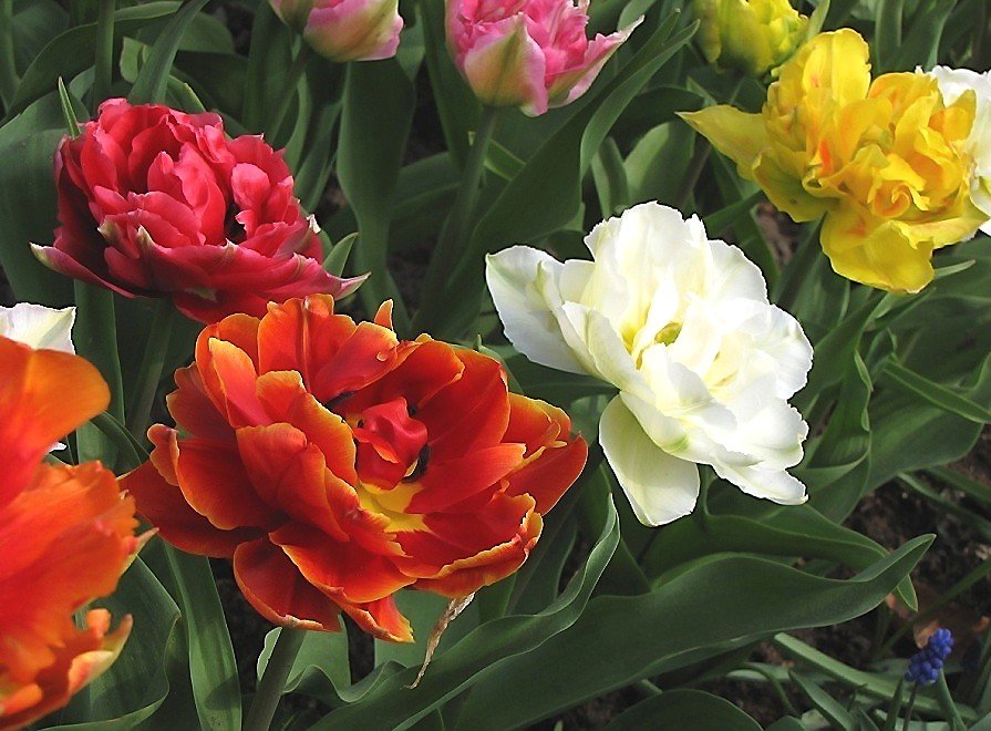 Тюльпаны - цветы - оригинал