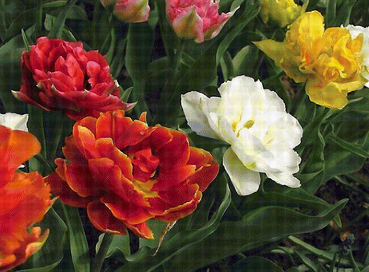 Тюльпаны - цветы - предпросмотр