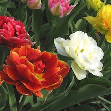 Схема вышивки «Тюльпаны»