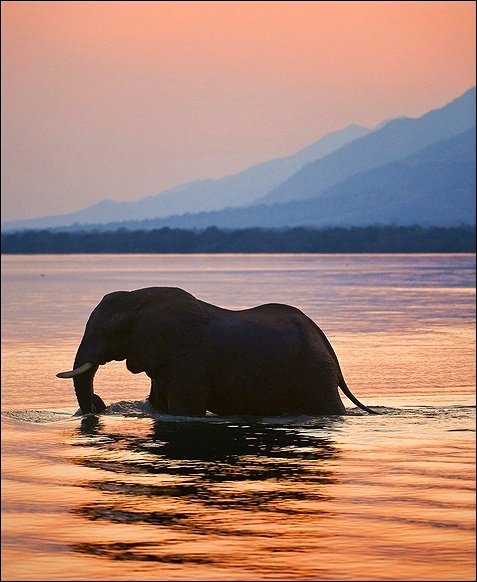 слон - животные - оригинал