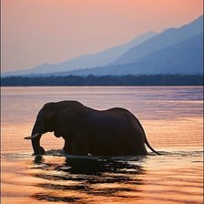 Схема вышивки «слон»