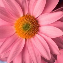 Схема вышивки «Гербера3»