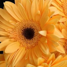 Схема вышивки «Гербера4»