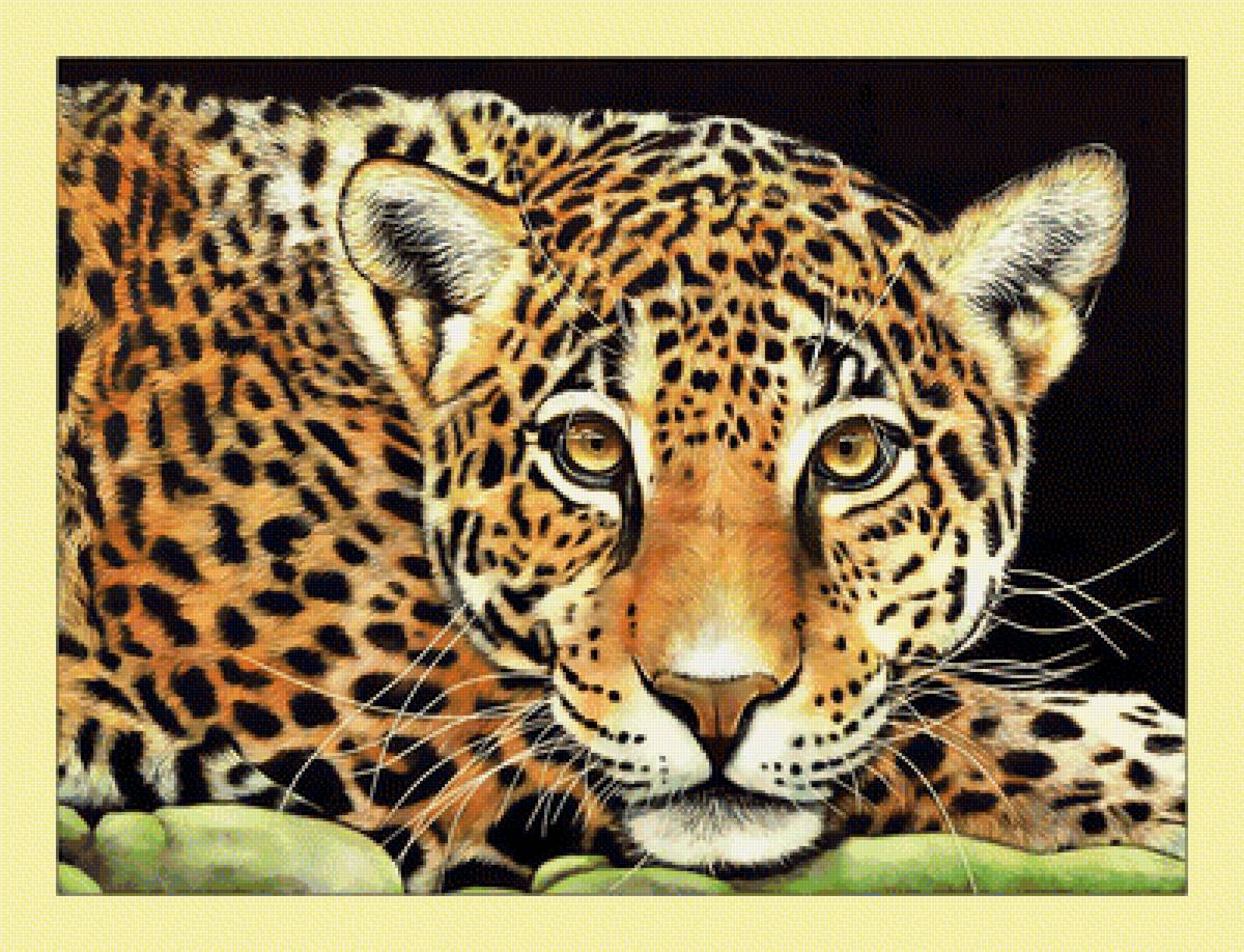 Леопард. - взгляд, хищник, животные, леопард - предпросмотр
