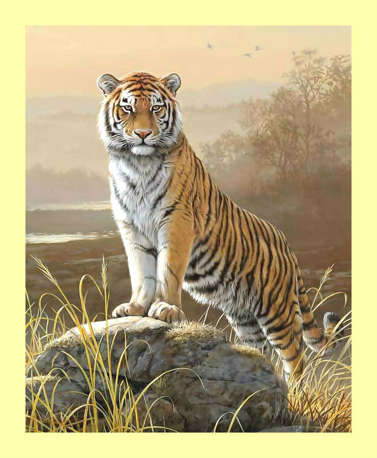 Тигр. - хищник, тигр, животные, взгляд - оригинал