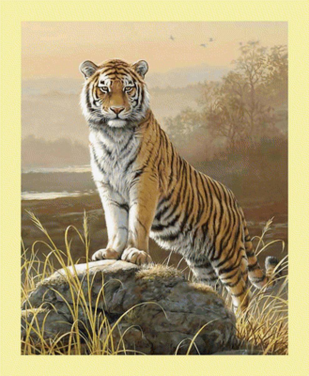 Тигр. - животные, тигр, взгляд, хищник - предпросмотр
