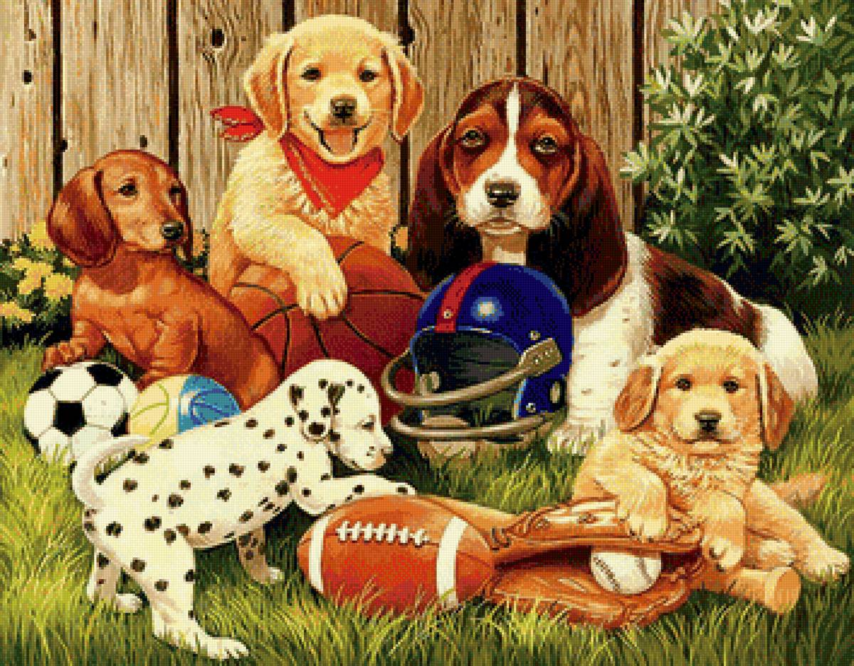 любители игр - мячи, собаки - предпросмотр