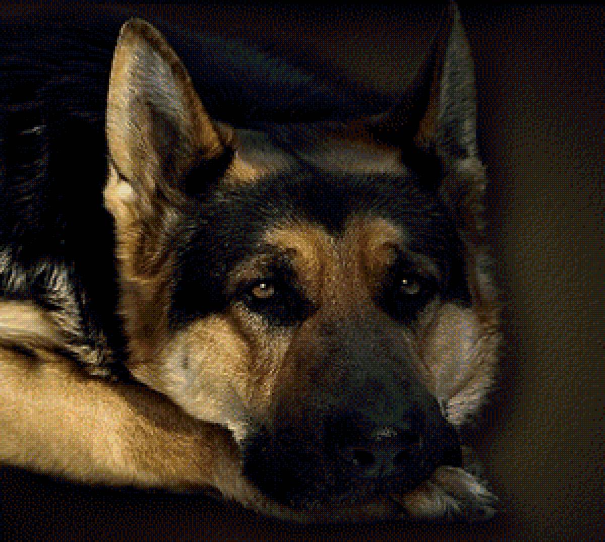 верный друг - овчарка, друг, собака - предпросмотр