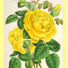 Оригинал схемы вышивки «Жёлтые розы.» (№1995171)