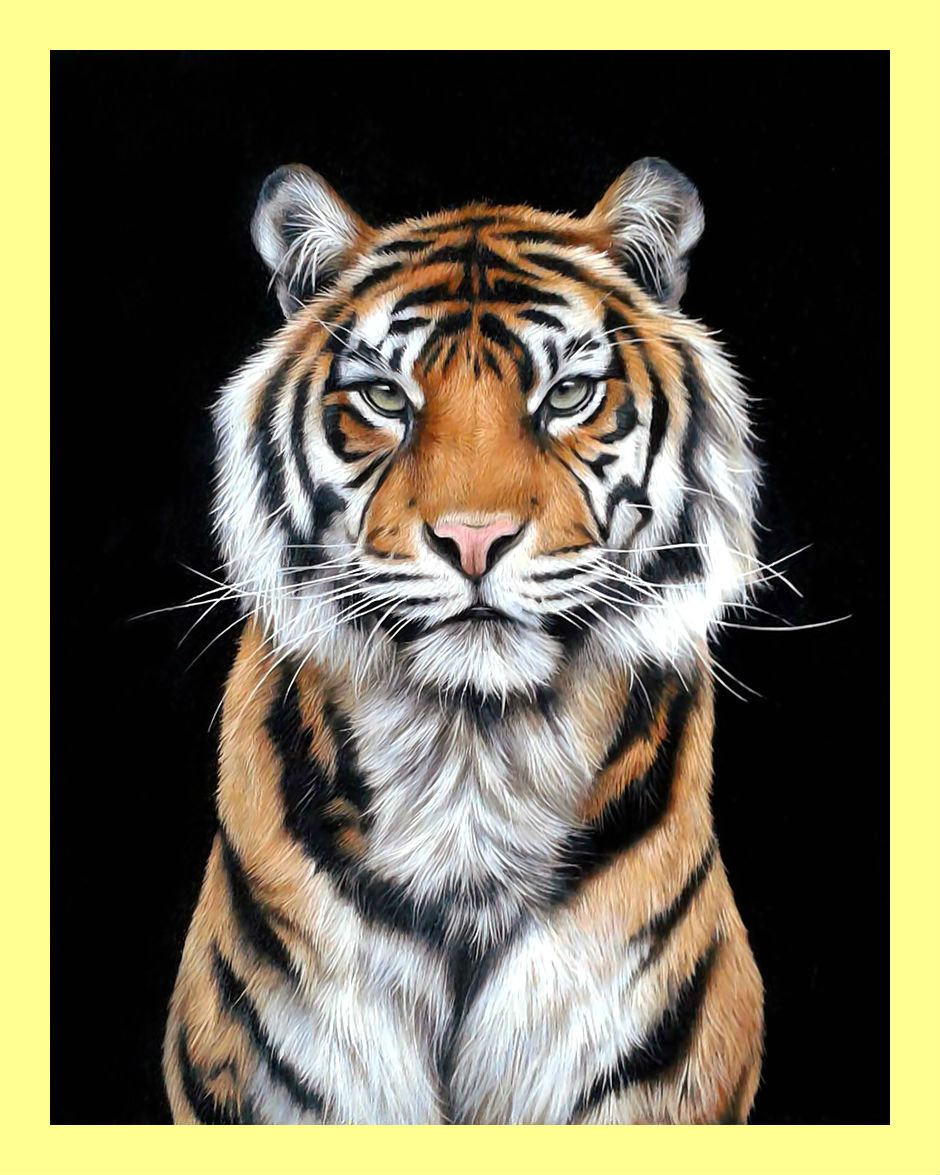 Тигр. - хищник, взгляд, тигр, животные - оригинал