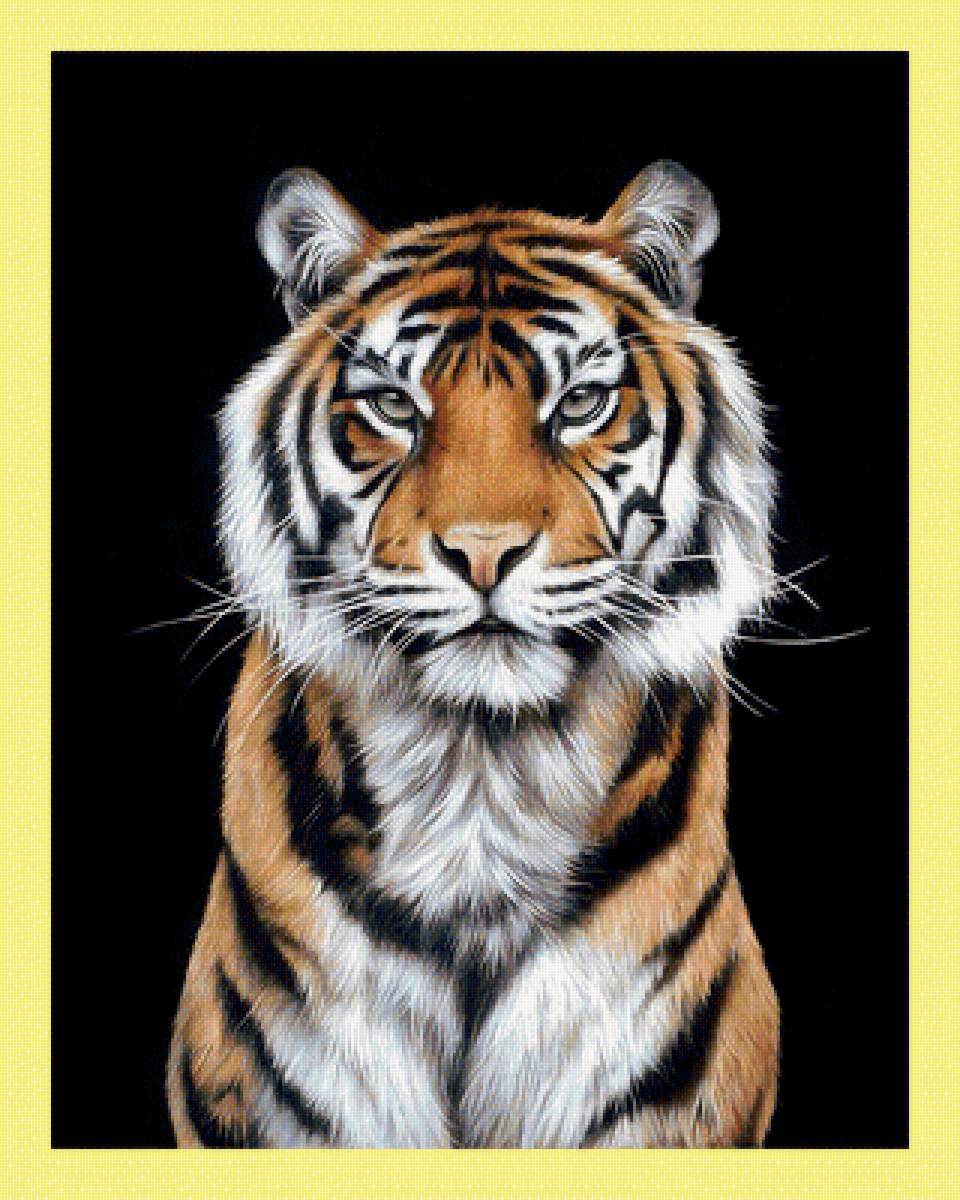 Тигр. - животные, тигр, хищник, взгляд - предпросмотр