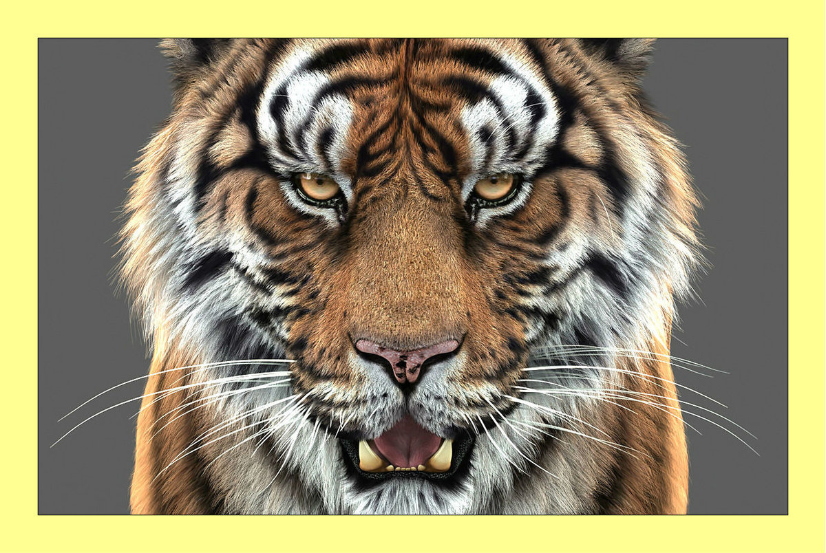 Тигр. Взгляд. - хищник, взгляд, животные, тигр - оригинал