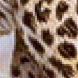 Предпросмотр схемы вышивки «Леопард.» (№1995363)