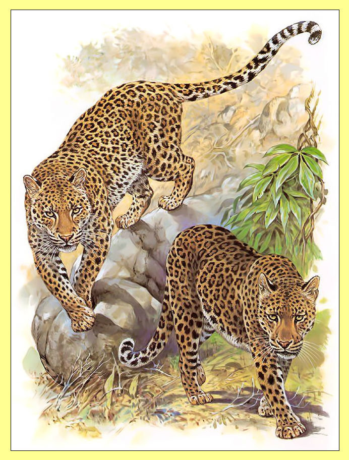 Леопарды. Пара. - кошки, хищники, живопись, леопарды - оригинал
