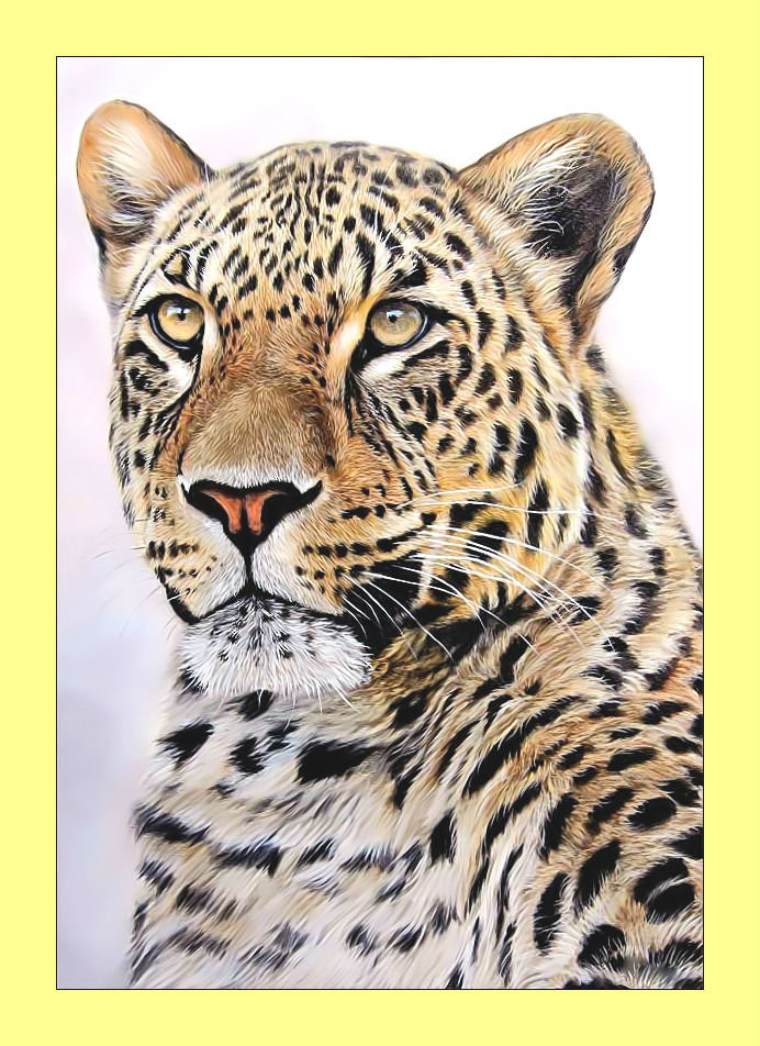 Леопард. - леопард, хищник, животные, взгляд - оригинал