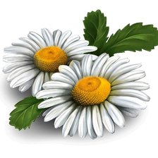 Схема вышивки «цветы»