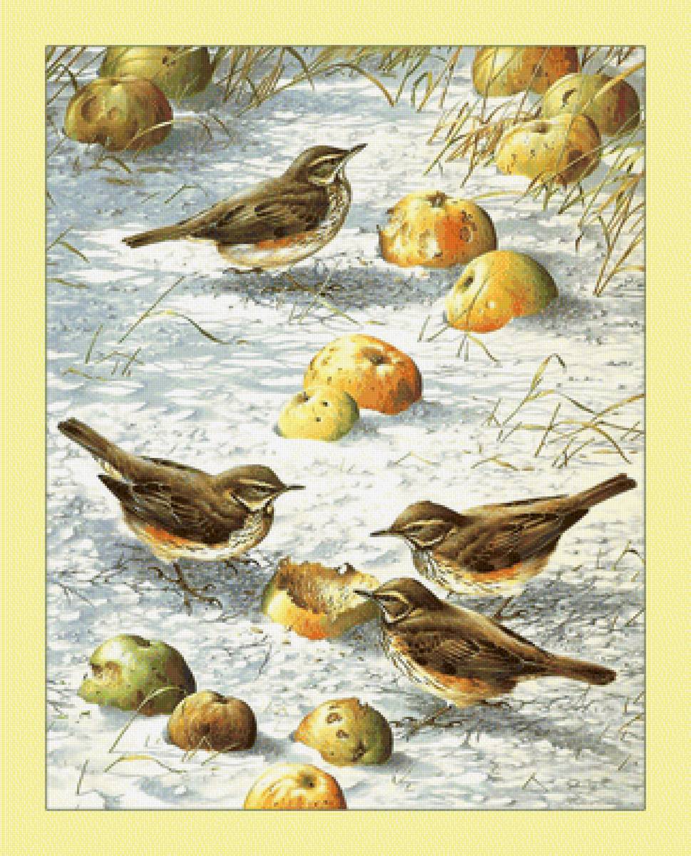 Птицы. - яблоки, птицы, воробьи, зима, снег - предпросмотр