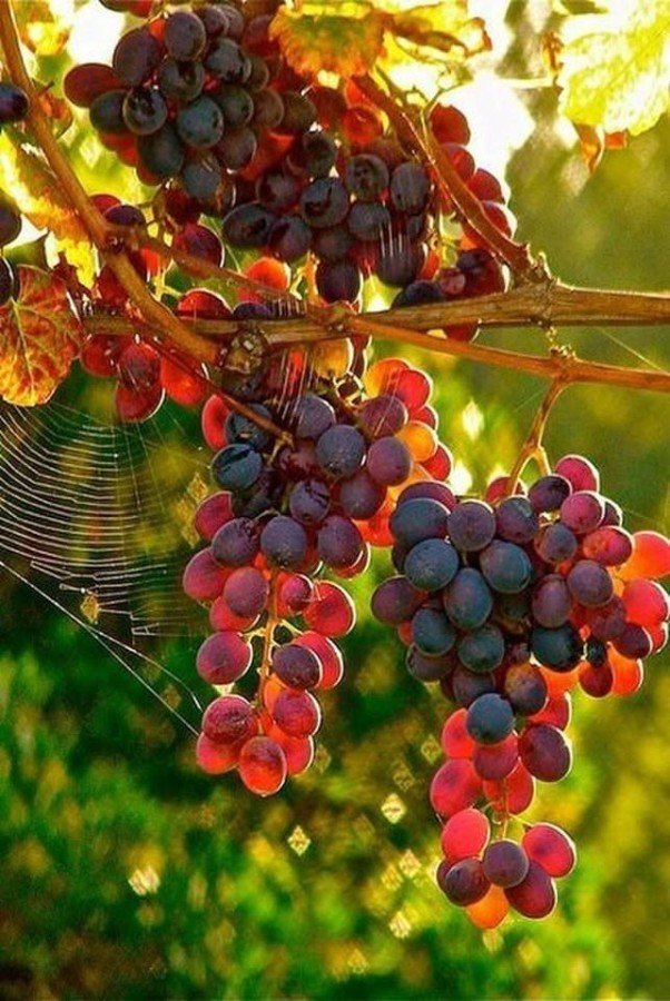 Изобильная виноградная лоза - виноград, радость, осень - оригинал