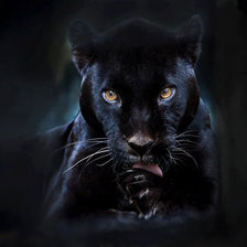 Схема вышивки «Черная багира»