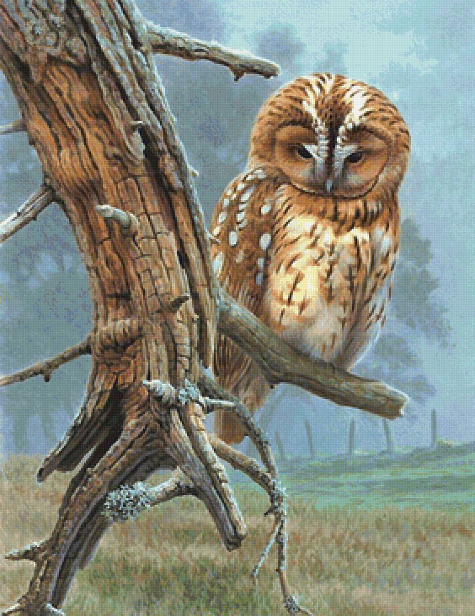 сова - сова, ветка, птицы - предпросмотр