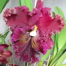 Схема вышивки «Орхидея»