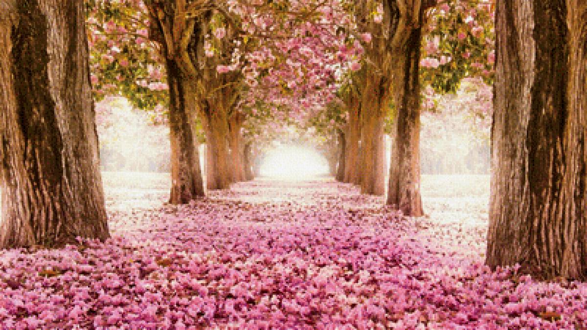 Вишневая аллея (Гамма) - вишня, дерево, розовый, аллея, красота, вид - предпросмотр