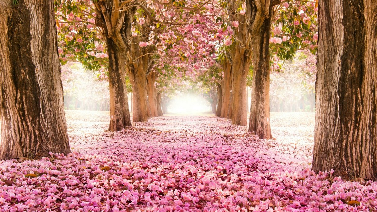 Вишневая аллея (ДМС) - розовый, вишня, вид, красота, дерево, аллея - оригинал