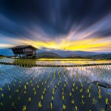 Рисовые поля Вьетнам малый