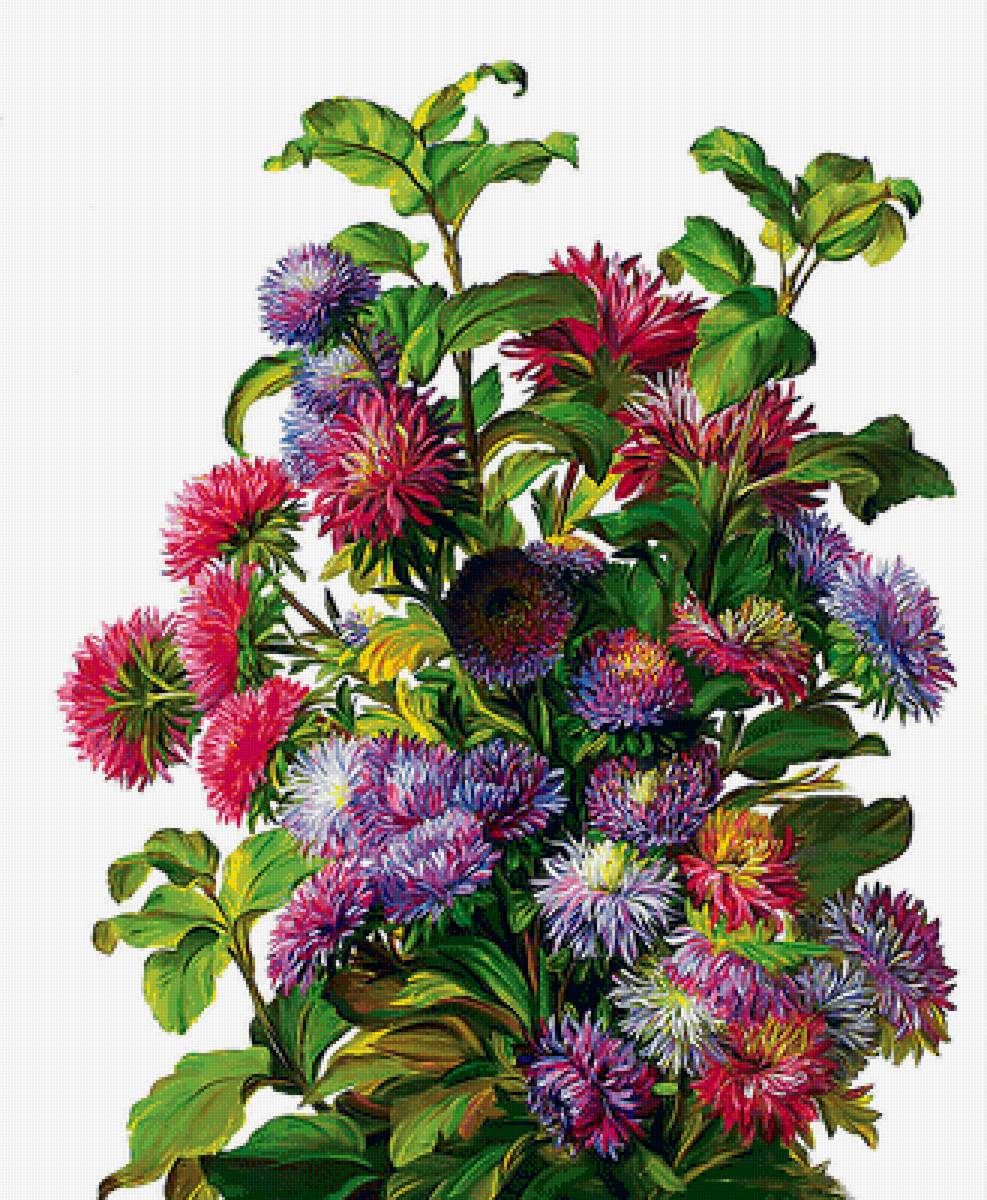 Астры - цветы, букет - предпросмотр