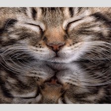 Схема вышивки «№1998142»