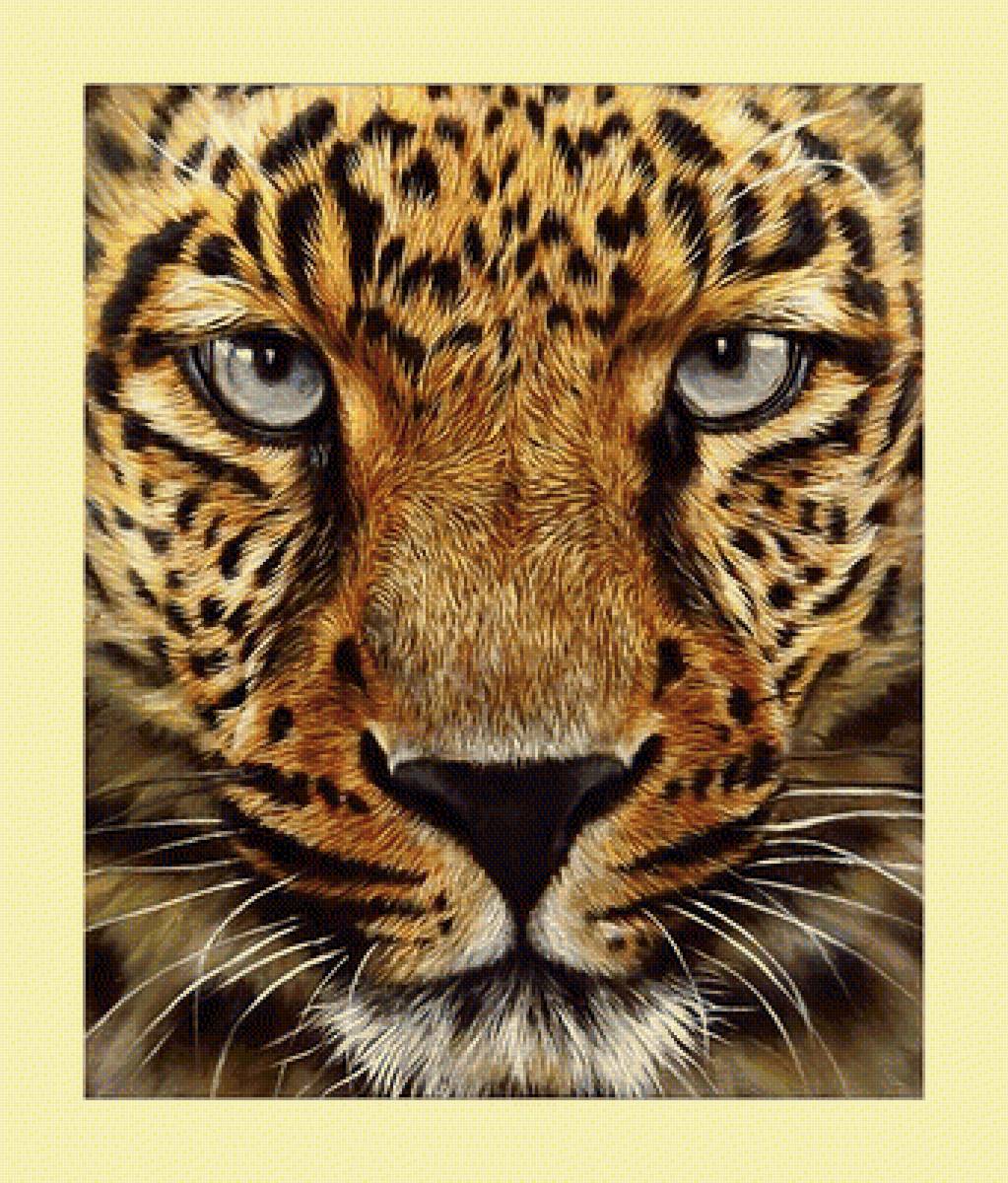 Взгляд леопарда. - взгляд, леопард, животные, хищник - предпросмотр