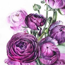 Схема вышивки «Фиолетовые рунункулюсы»